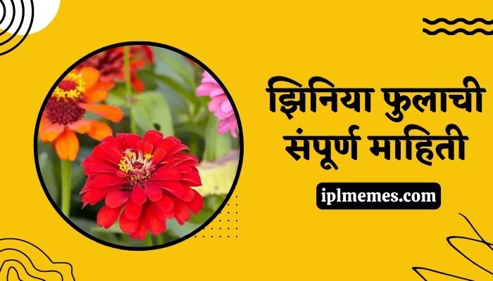 Zinnia Flower Information in Marathi