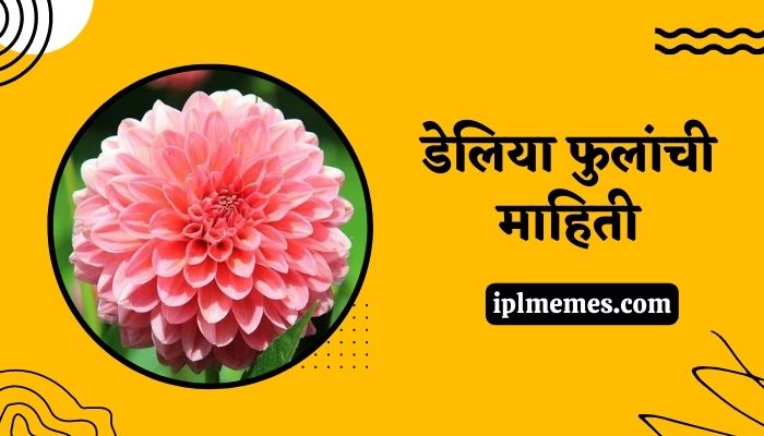 Dahlia Flower Information in Marathi