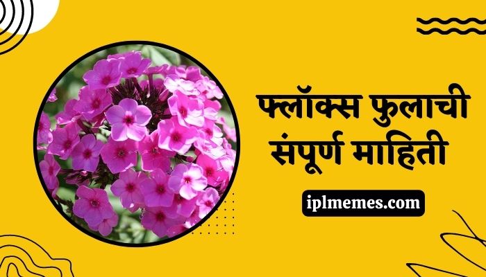 Phlox Flower Information in Marathi