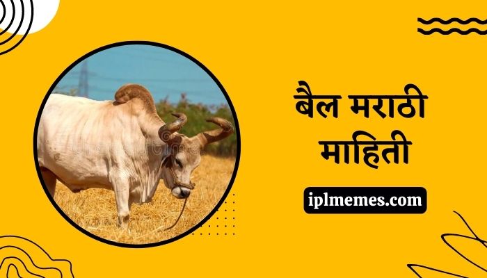 Ox Information in Marathi