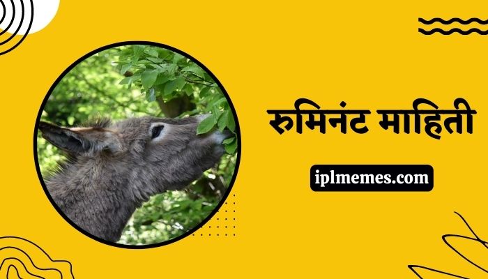 Saint Ruminant Information in Marathi