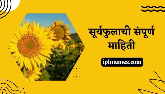 Sunflower Information in Marathi