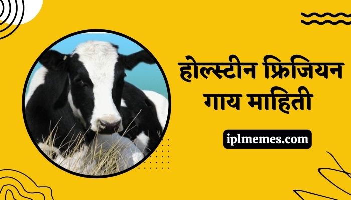 HF Cow Information in Marathi