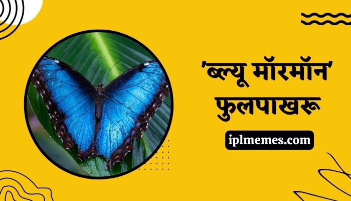 Blue Morpho Butterfly Information in Marathi