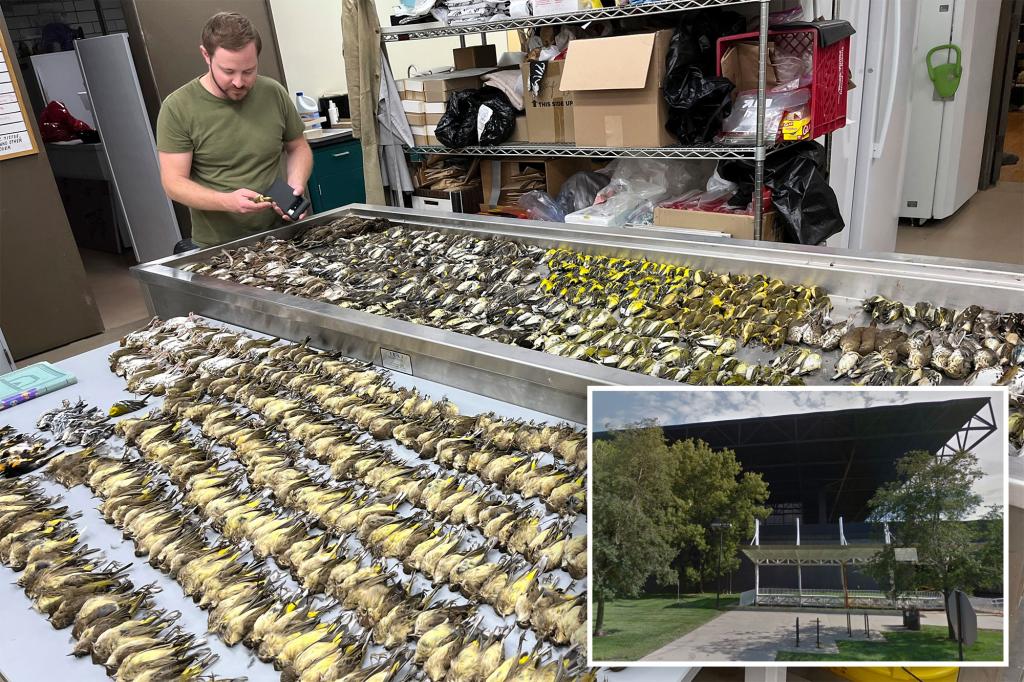 1,000 birds die after flying into  Chicago building on same night: ‘A shocking outlier’