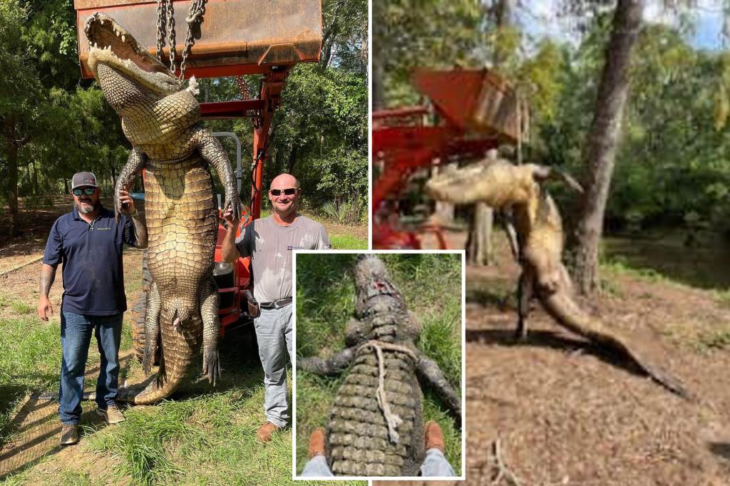 13-foot-long, 680-pound alligator finally captured after 20 years