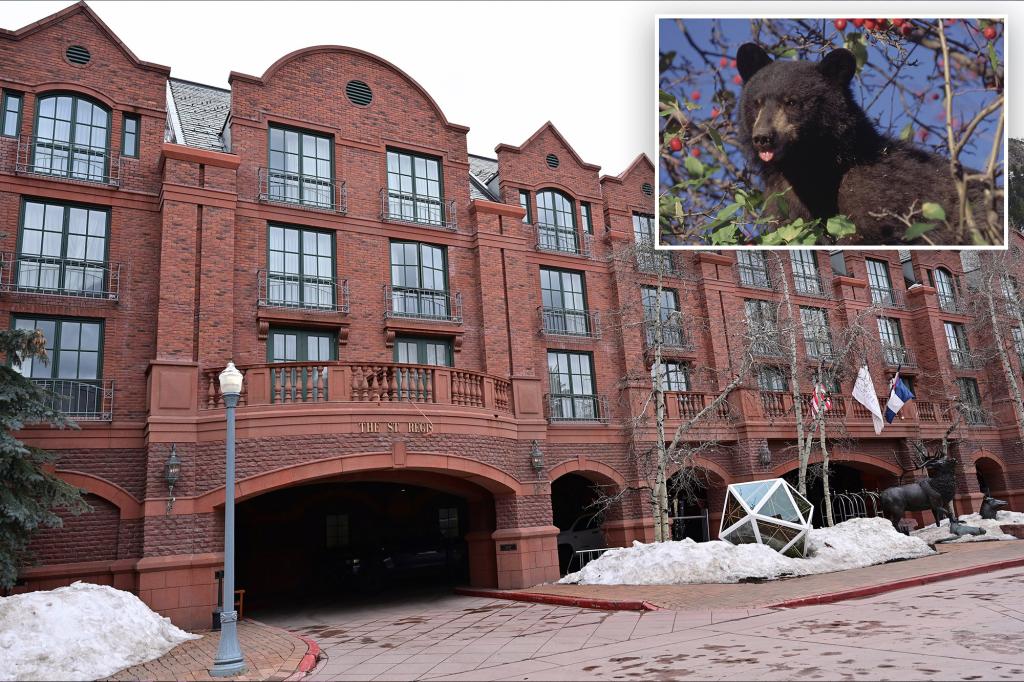 Bear attacks security guard in Aspen hotel, remains on the loose, Colorado wildlife officials say