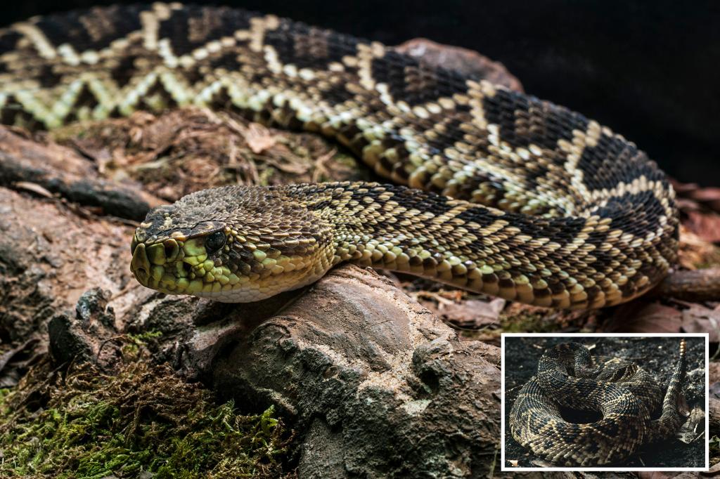 Cincinnati Zoo employee bitten by most venomous rattlesnake in North America