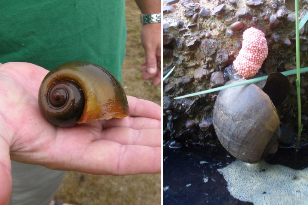 Deadly aquatic Apple Snails found populating along North Carolina river