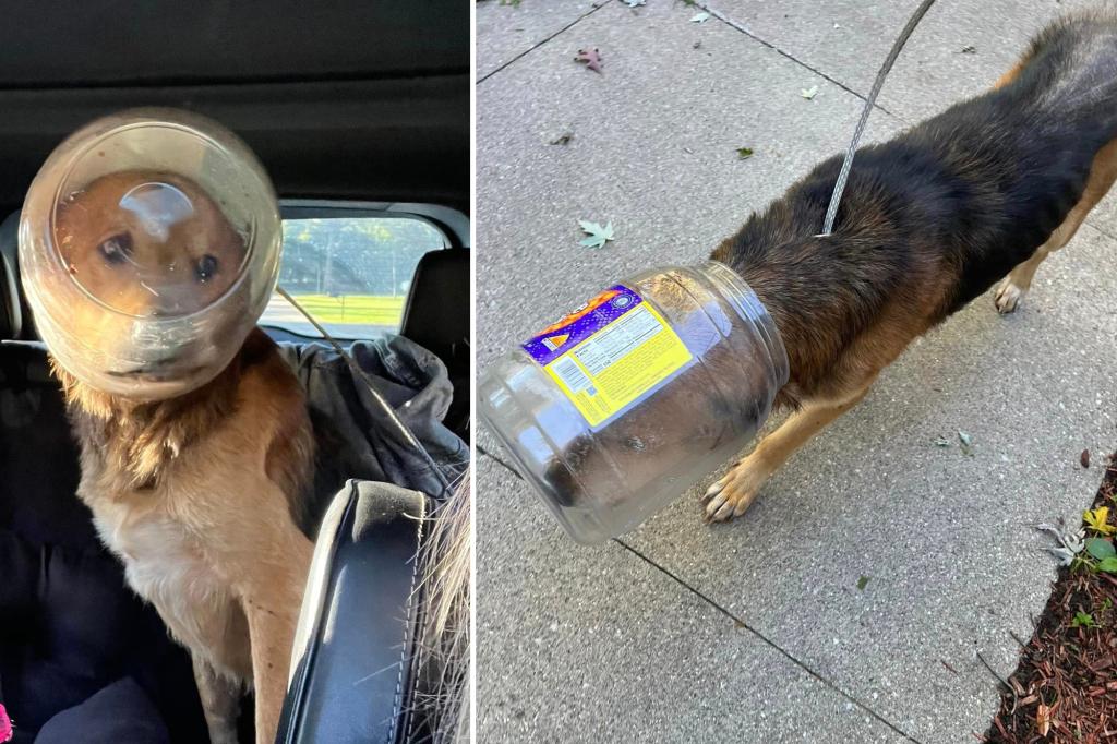 Dog dubbed ‘Cheeto’ rescued after three days with head stuck in bucket of cheeseballs