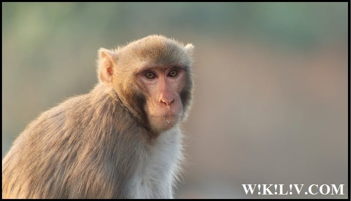 Essay on Monkey in English