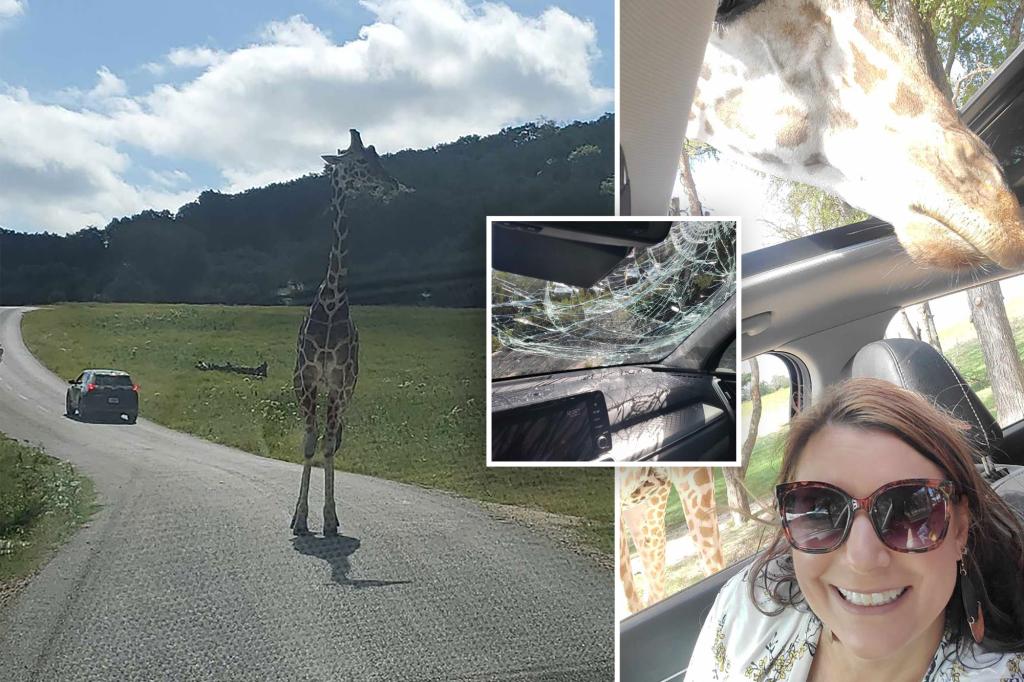 Giraffe falls, smashes into family’s windshield at Texas wildlife center in scary scene