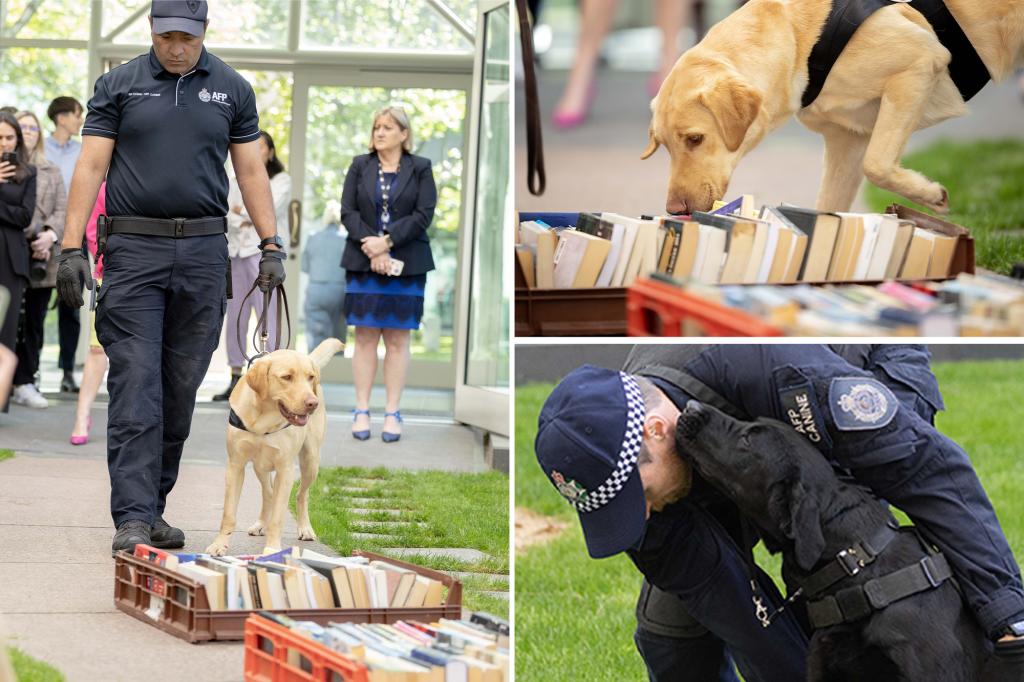 How sniffer dogs are being used to combat child pornography in Australia: ‘Scoured the world’