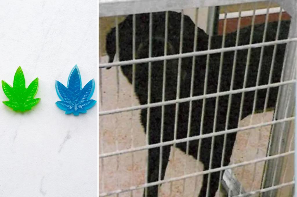 Michigan woman mauled by ‘stressed’ Rottweiler after she fed him a THC gummy
