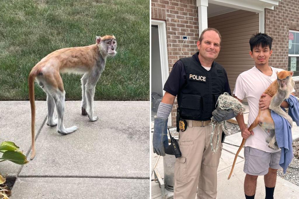 Momo the monkey chugged beer, broke into a home while leading Indianapolis cops on 24-hour chase