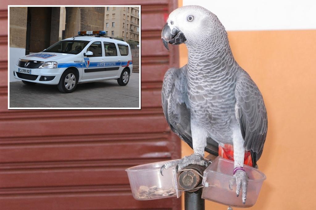 Parrot stolen 3 years ago reunited with owner after telling cops its name