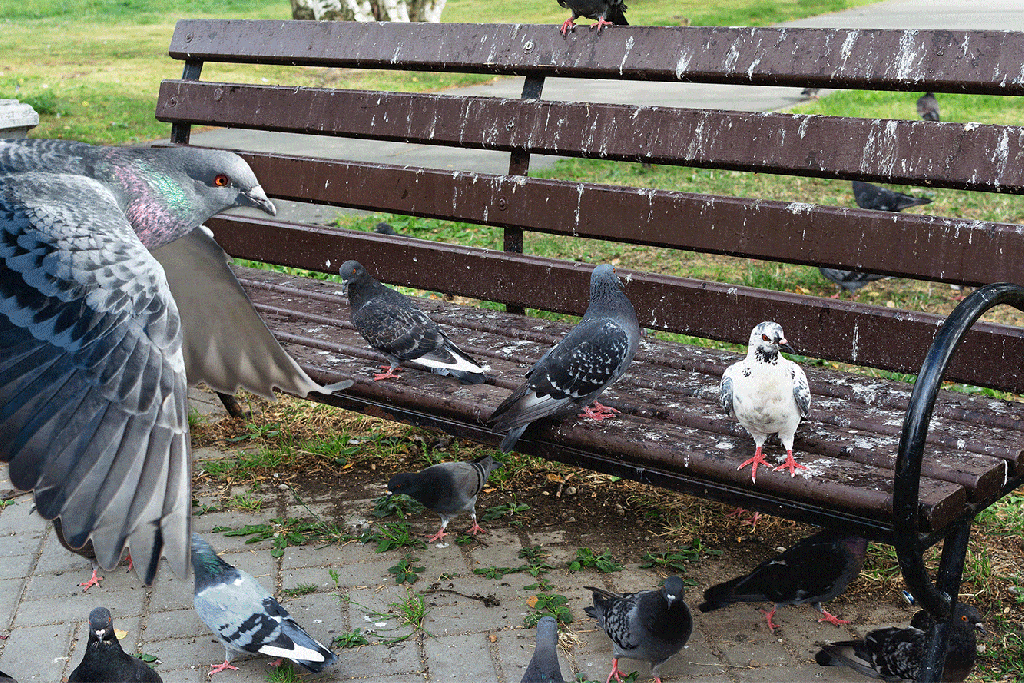 Pooping pigeon invasion: ‘Our town is being taken over!’