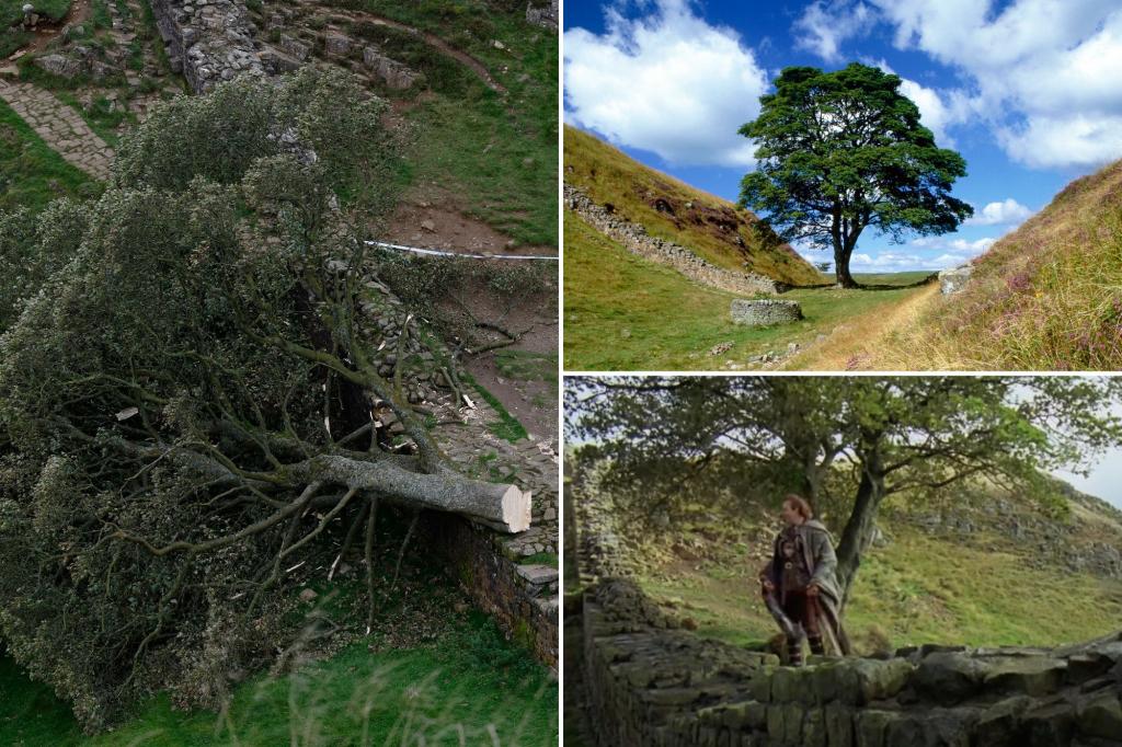 Second man arrested for chopping down beloved 300-year-old ‘Robin Hood’ tree near Hadrian’s Wall