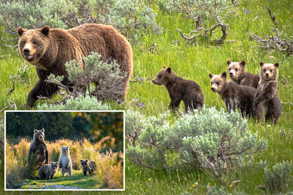 Suspected poacher accused of killing bear, two cubs in Colorado