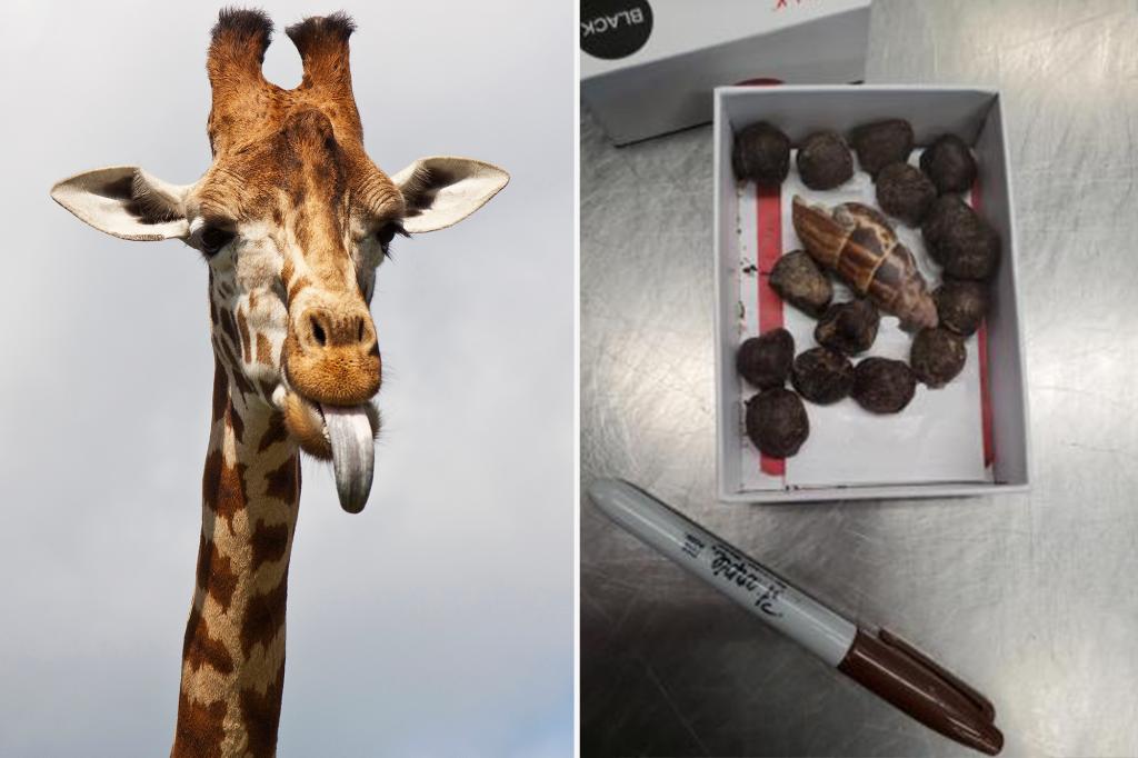 Woman’s box of giraffe poop that she was planning on making into a necklace seized at Minneapolis airport