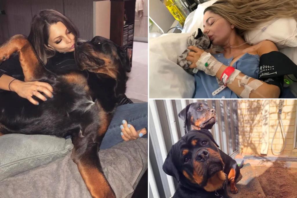 ‘Dangerous’ Rottweiler may be euthanized after mauling owner