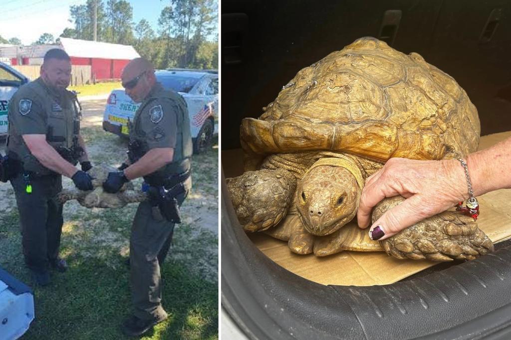 ‘Escape artist’ tortoise reunited with family 3 years after fleeing
