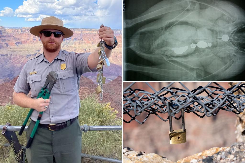 ‘Love locks’ over Grand Canyon are harming national park’s wildlife, rangers say