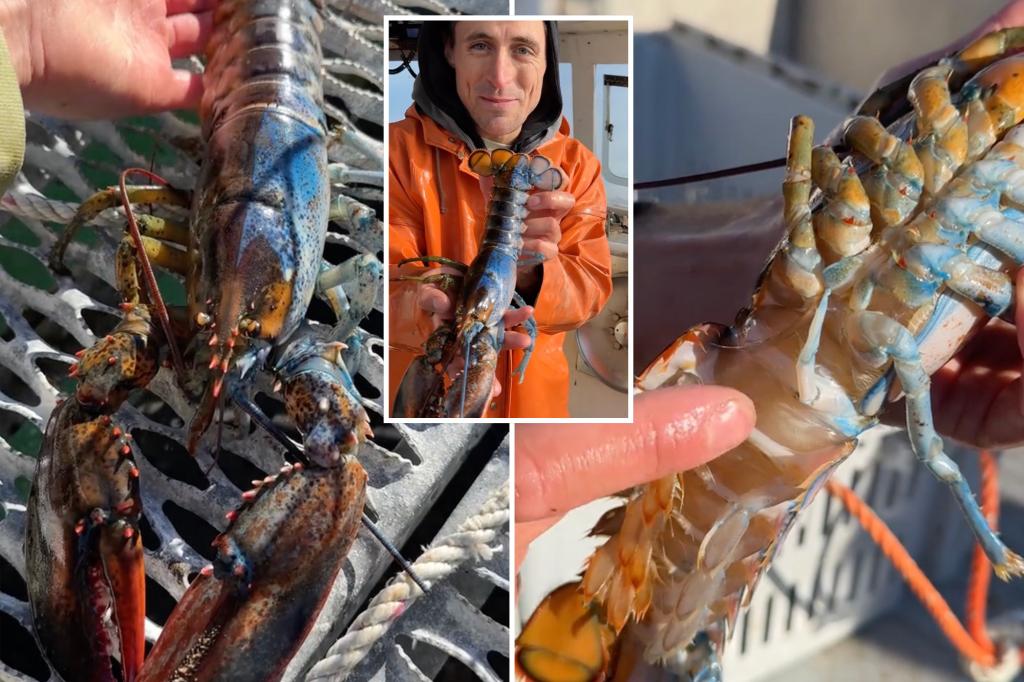 1-in-50 million two-tone intersex lobster dubbed ‘Bowie’ becomes TikTok sensation