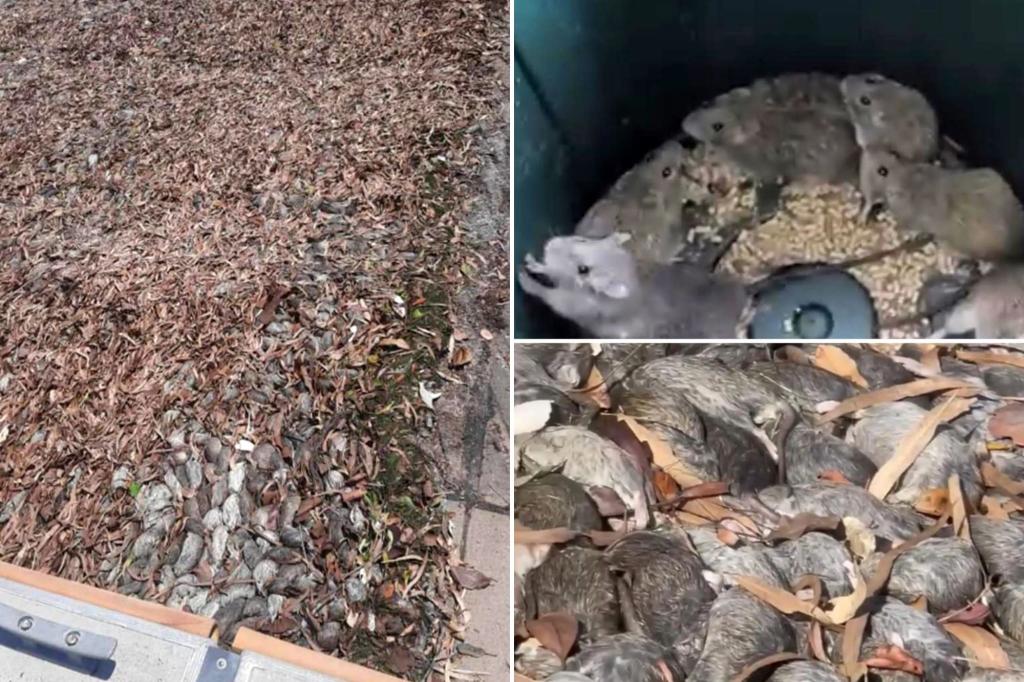 Australian town plagued with ‘millions’ of dead rats on beaches, roads: ‘Out of control’