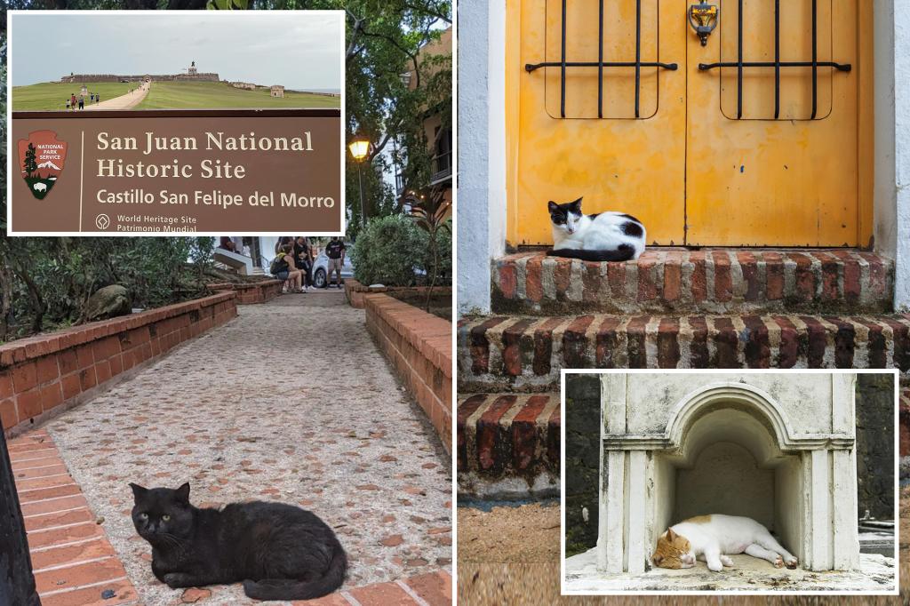 Catfight breaks out over bid to boot strays from historic Puerto Rican capital