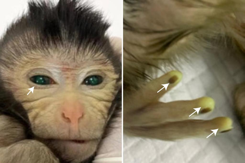 China grows first-ever fluorescent-green chimera monkey using stem cells