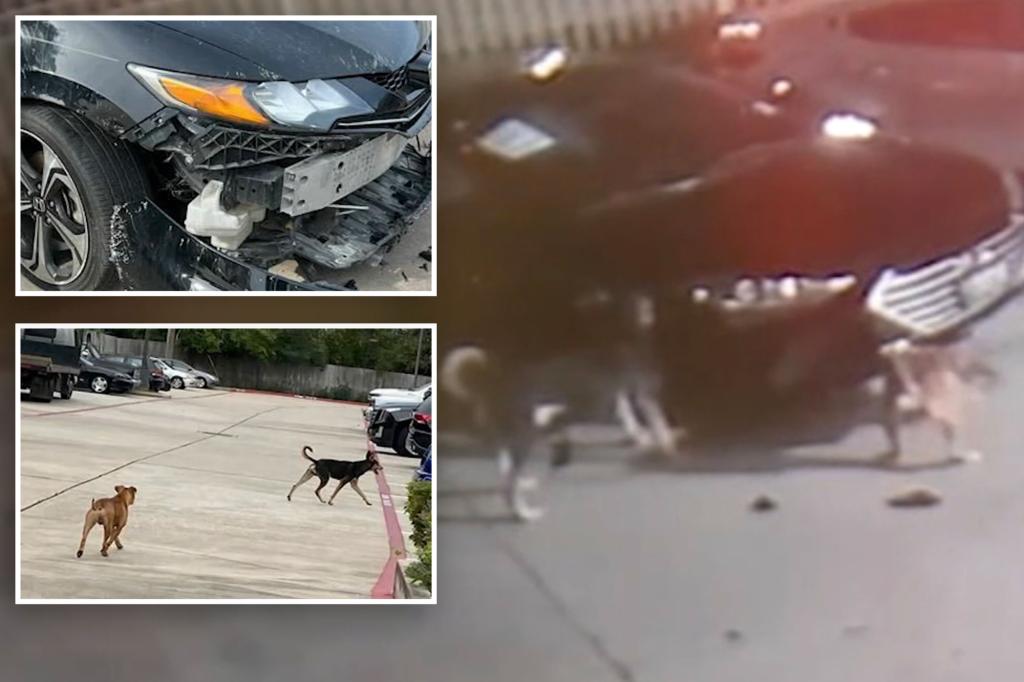 Dogs destroy cars at Texas dealership, cause up to $350K in damages: video