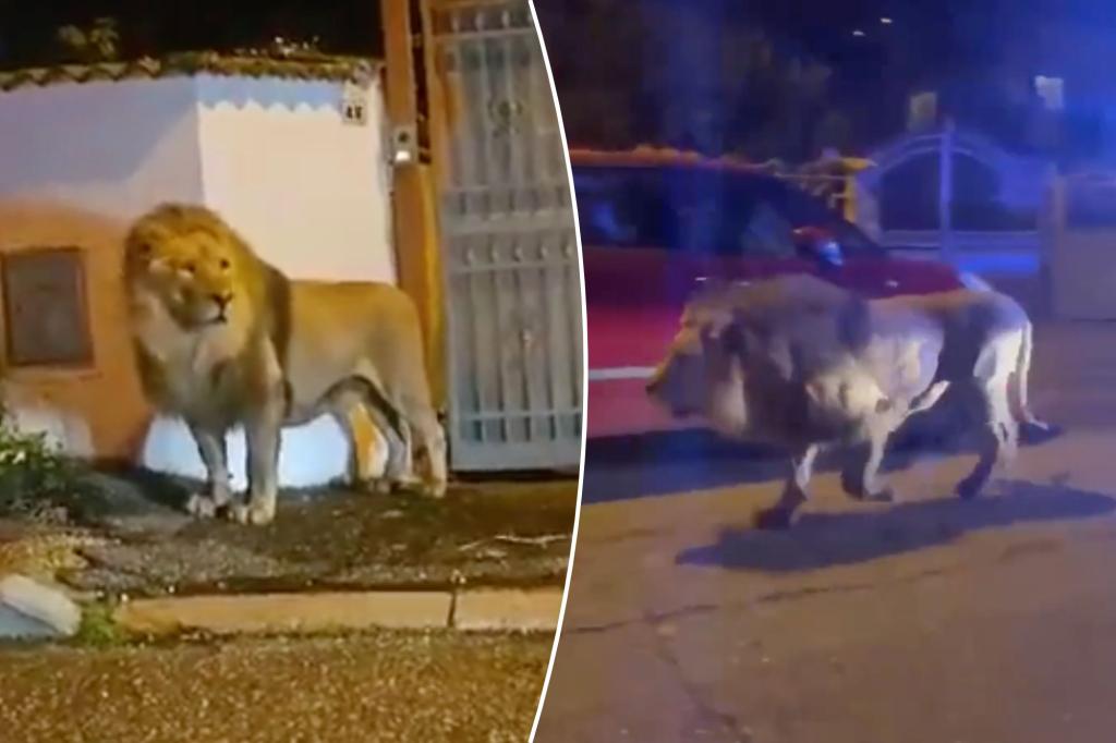 Escaped circus lion terrorizes seaside town in Italy, sends residents into panic