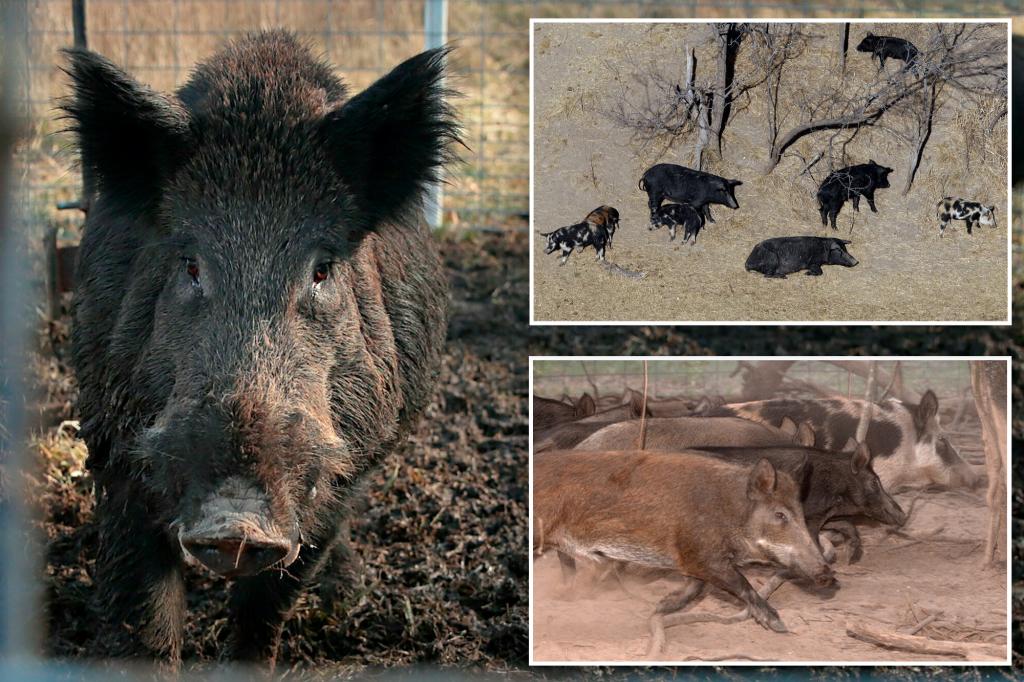 Exploding wild pig population on western Canadian prairie threatens to invade northern US state