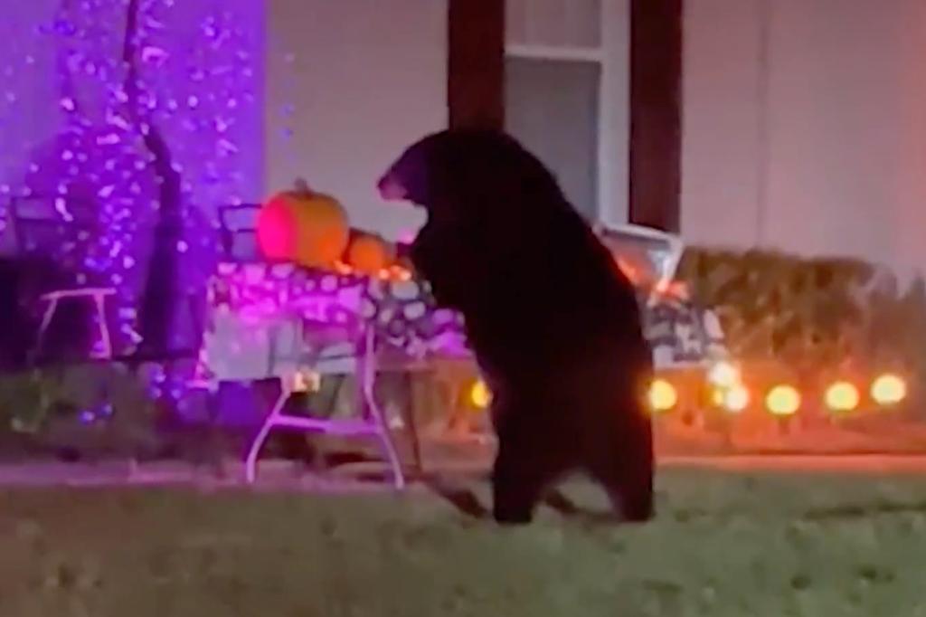 Florida bear goes trick or treating, helps himself to Halloween candy left outside home