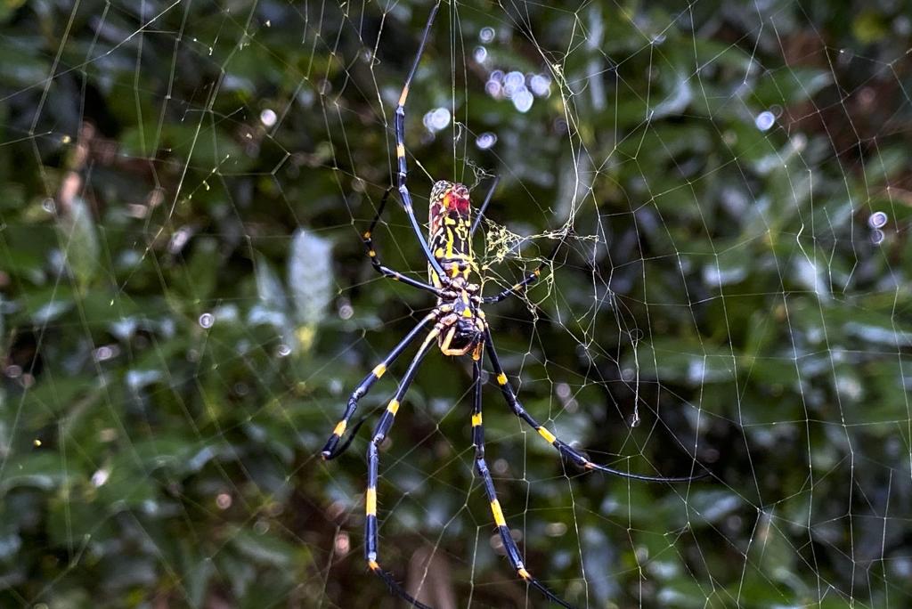 Giant parachuting spiders ‘spreading like wildfire’ across the East Coast