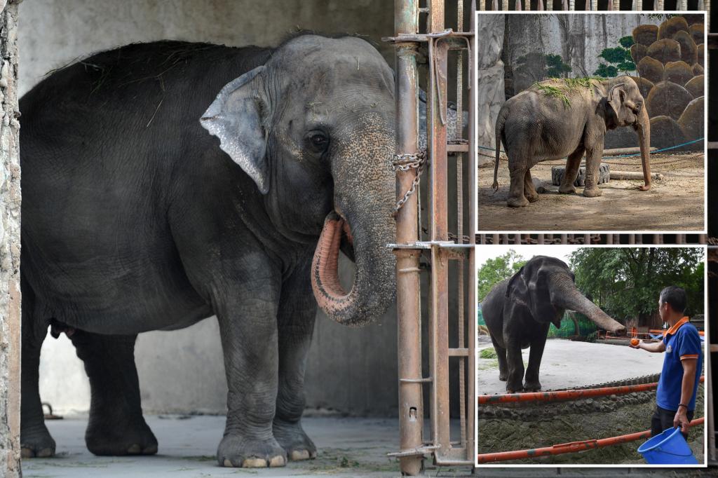 Mali, ‘world’s saddest elephant,’ dies after 33 solitary years at zooÂ 