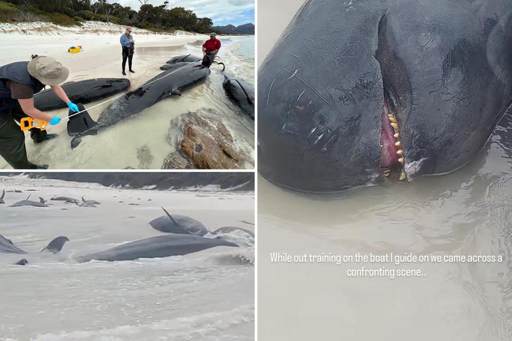 Man finds over 30 dead whales washed up on Tasmanian beach: ‘Devastating’