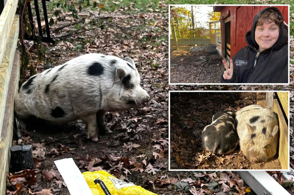 Missing pig named Kevin Bacon finally found after shout-out from actor Kevin Bacon