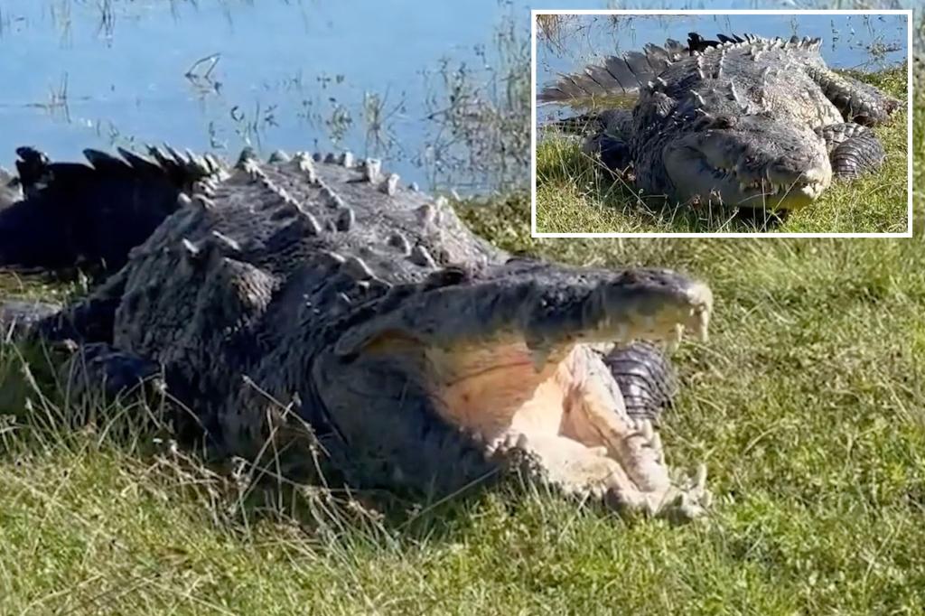 Moment 14-foot ‘Croczilla’ — largest crocodile in Florida’s Everglades — bares its teeth