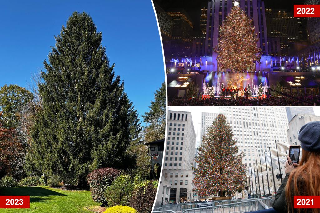 Rockefeller Center Christmas tree has been chosen — everything you need to know