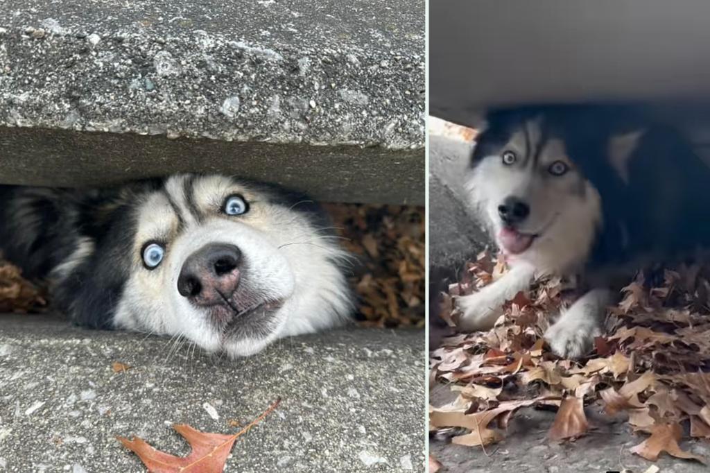 Sebastian the Husky rescued from Kentucky storm drain: ‘He was a very good boy’