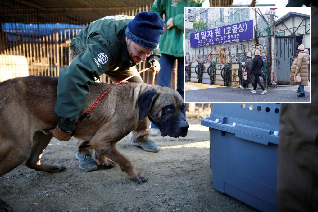 South Korea set to ban eating dogs as pressure rises from younger generation, criticisms overseas