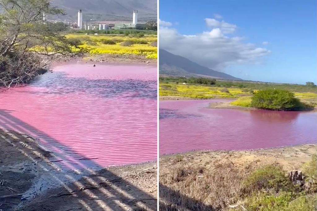 Surreal photos show ‘Pepto Bismol pink’ water at Maui wildlife refuge pond