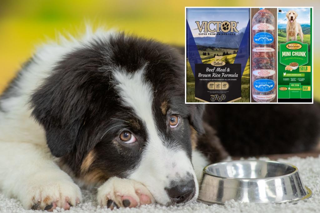 Three popular dog foods recalled due to potential salmonella contamination