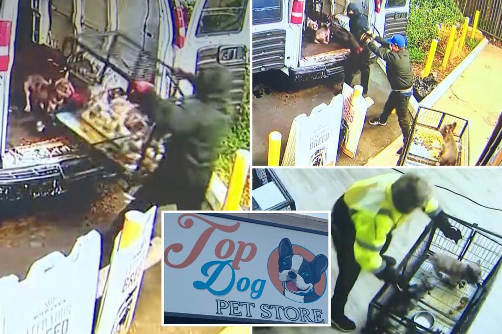 Video shows heartless thieves tossing French bulldog puppies into van during $100K heist