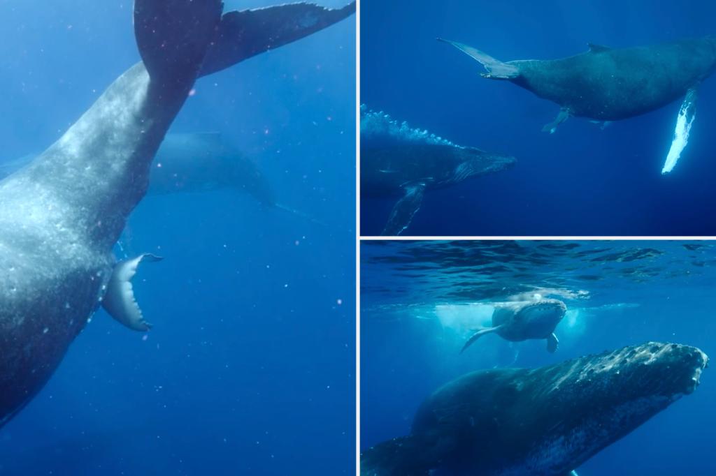 Watch first video ever of humpback whale giving birth: ‘It’s never been seen’