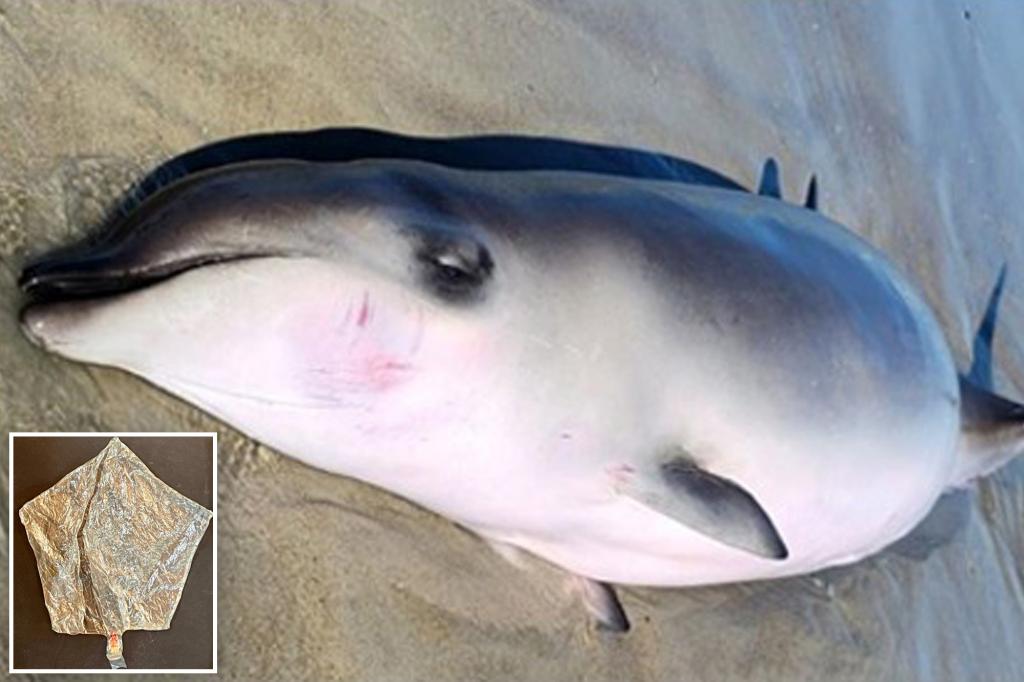Whale calf killed by eating balloon washes up on North Carolina beach