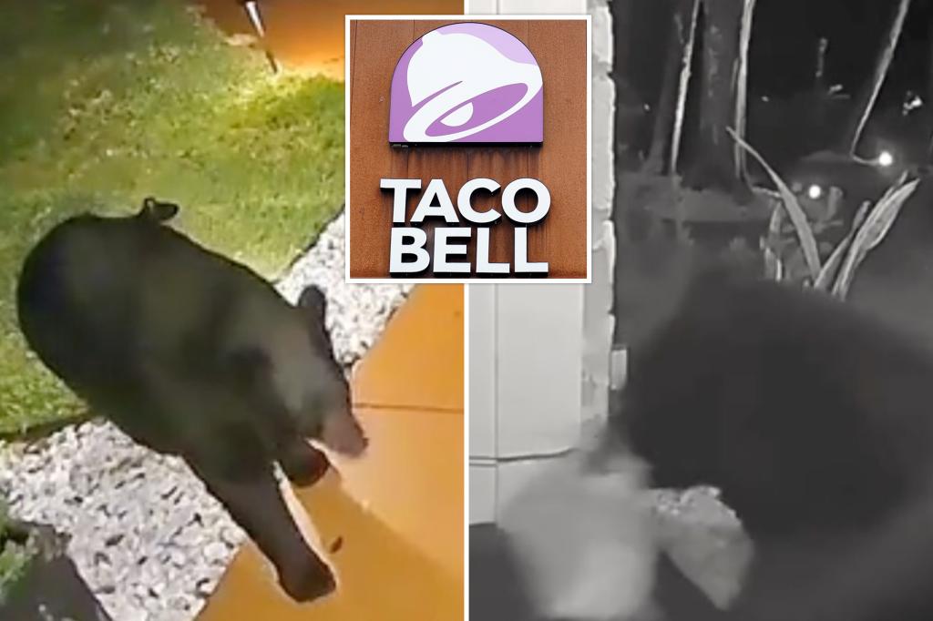 Wild video shows moment bear helps himself to family’s Taco Bell delivery