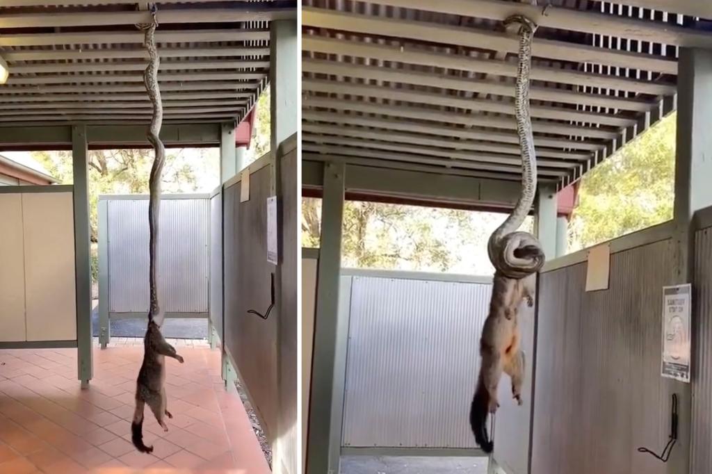 Wild video shows python hanging from rafters pulling possum up by its neck